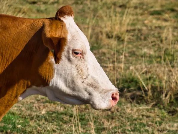 Screen Shot 2025-07-30 at 09.33.14