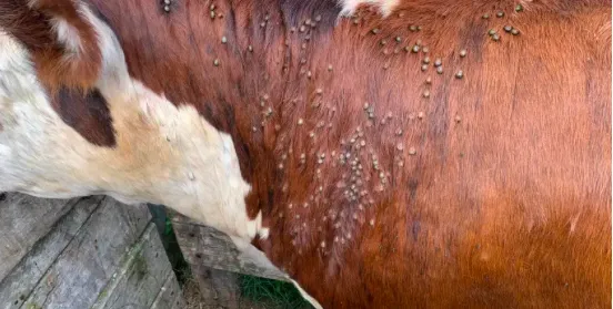 Screen Shot 2025-05-08 at 09.48.59