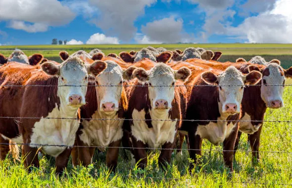 Screen Shot 2025-06-14 at 00.31.18