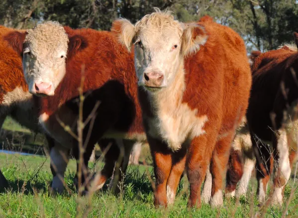 Screen Shot 2025-09-17 at 11.07.19