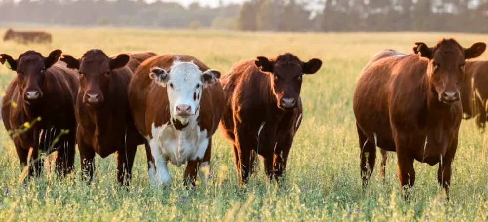 Screen Shot 2025-06-25 at 09.55.29