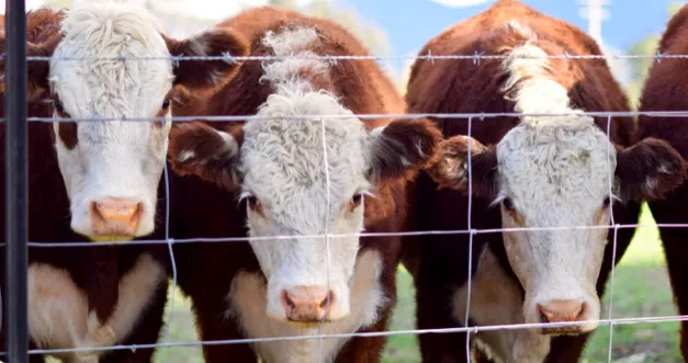 Screen Shot 2025-11-13 at 09.54.18