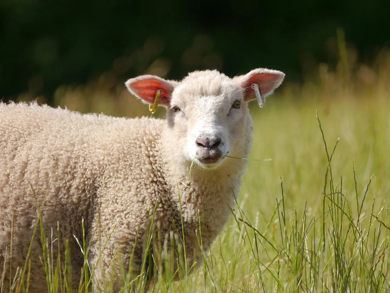 sheep-8106018_1280