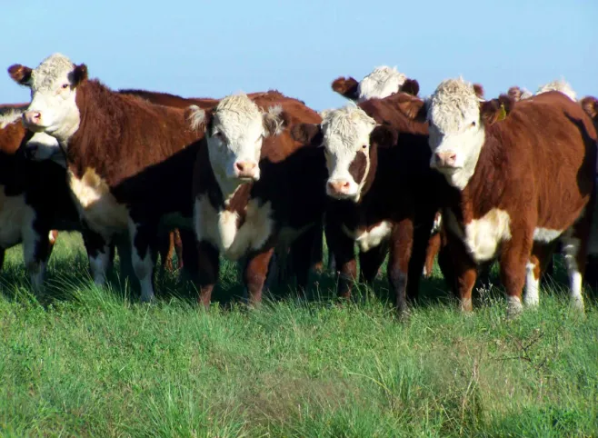 Screen Shot 2025-05-28 at 09.11.29