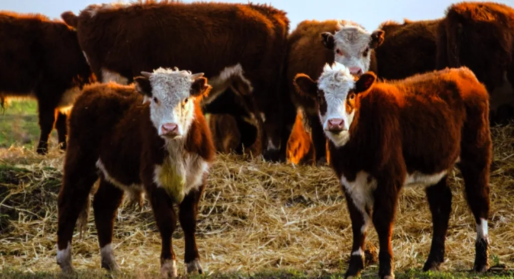 Screen Shot 2025-06-07 at 09.37.38