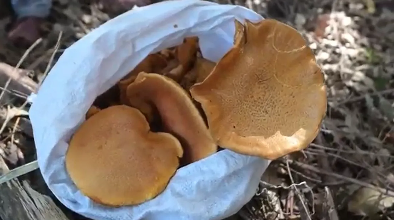 Captura de pantalla 2023-08-30 230535