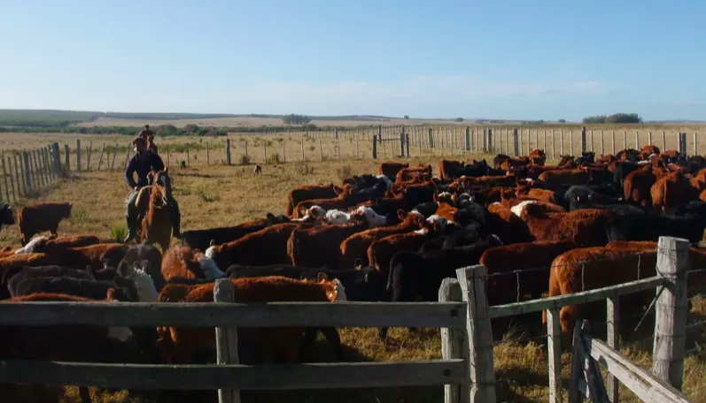 Screen Shot 2025-06-25 at 09.07.29