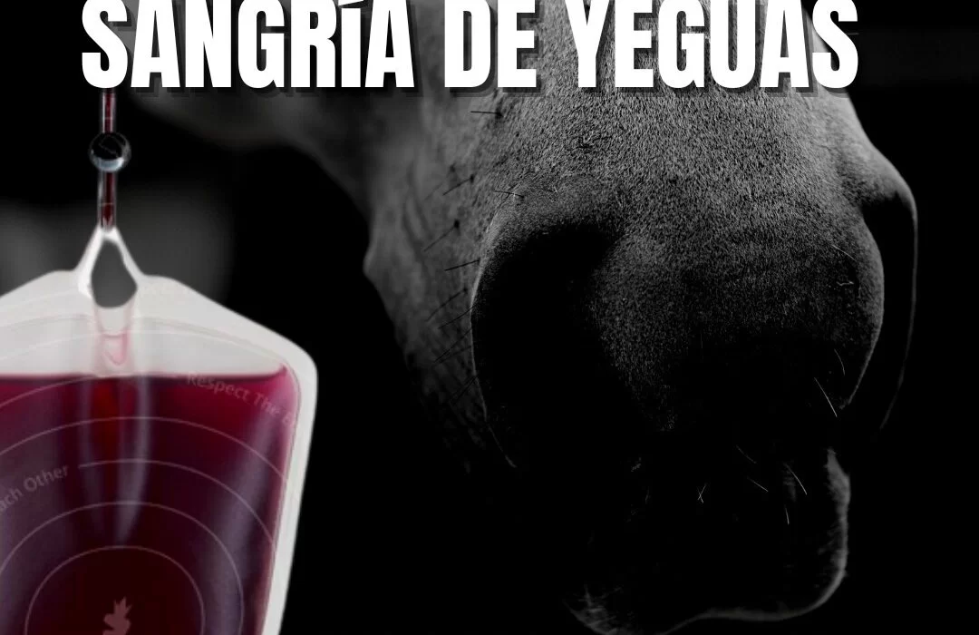 2c5a4461-e450-4654-b469-fb687b7b04bd-1080x700