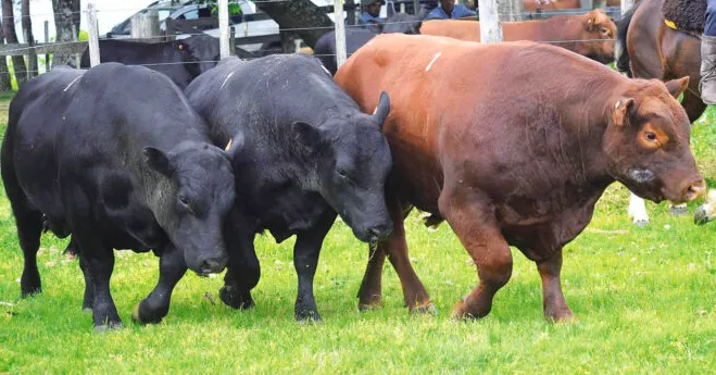 Screen Shot 2025-10-13 at 09.15.28