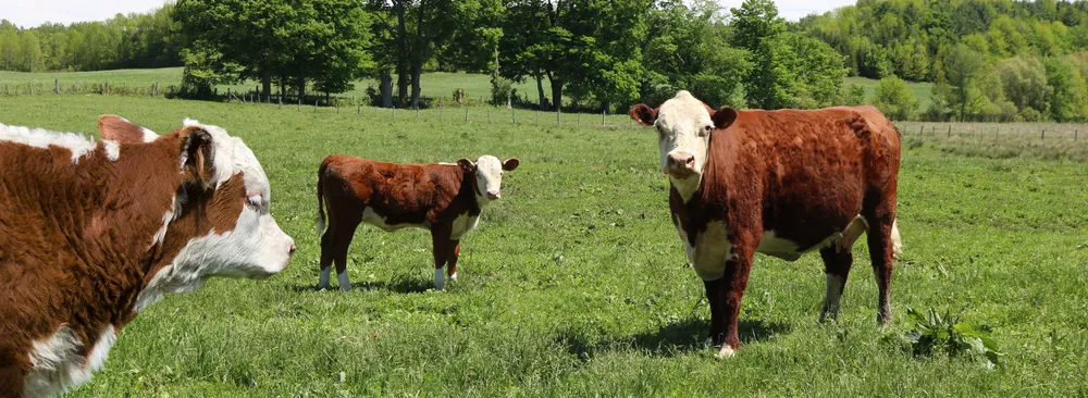 adorable-brown-cows-grass-field-surrounded-by-trees