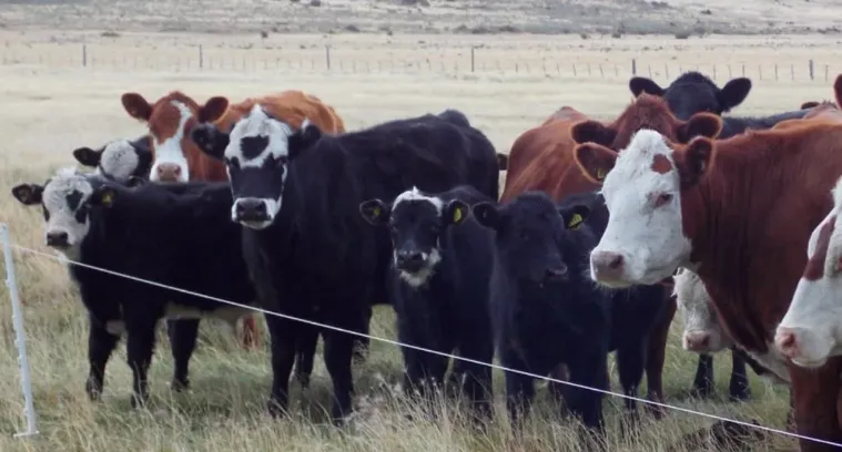 Screen Shot 2025-06-17 at 09.14.09