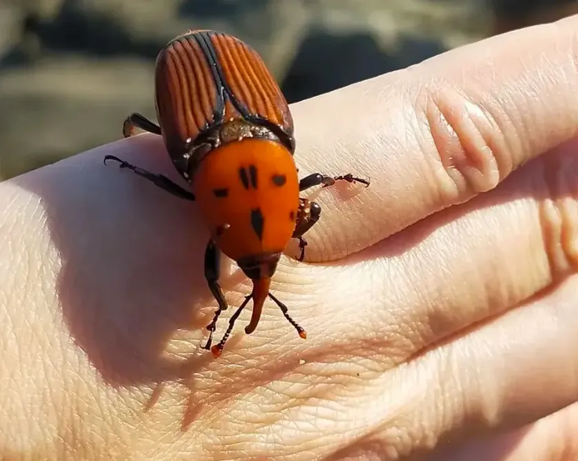Estudiantes crean dispositivo para detectar al picudo rojo en palmeras