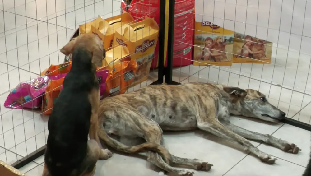 Screenshot 2024-04-08 at 23.57.10