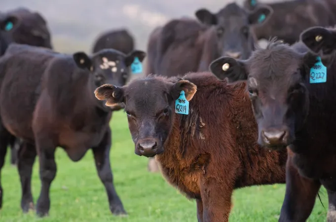 Screen Shot 2025-08-12 at 09.11.33