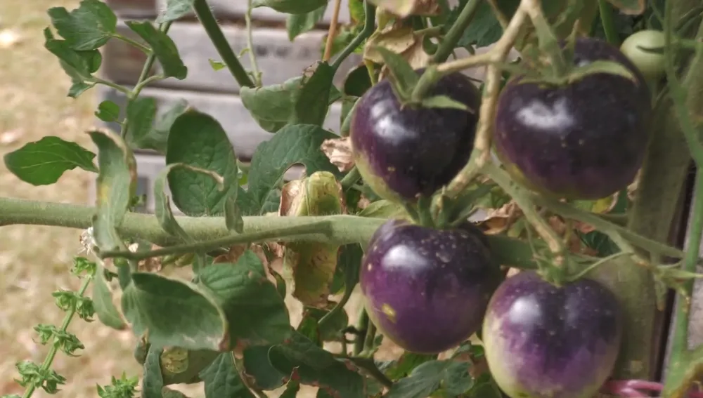 Captura de pantalla 2026-02-07 a la(s) 13.49.16